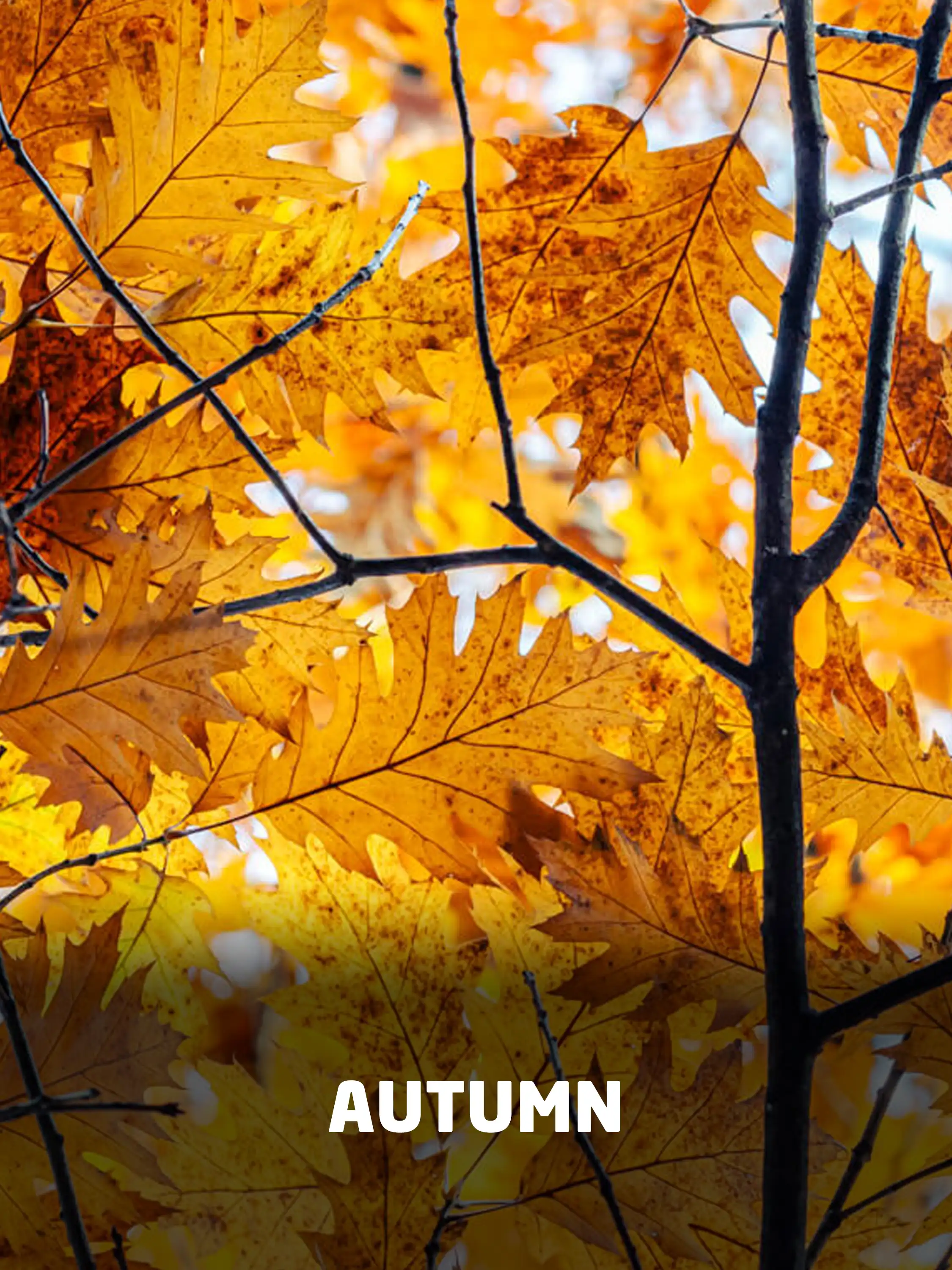 Autumn